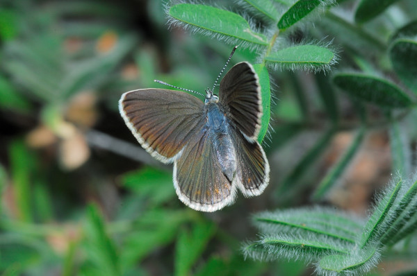 Plebejus (Plebijides) pylaon  trappi /  Plebejus trappi